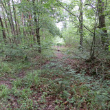 Saran Marche forêt d'Orléans 23