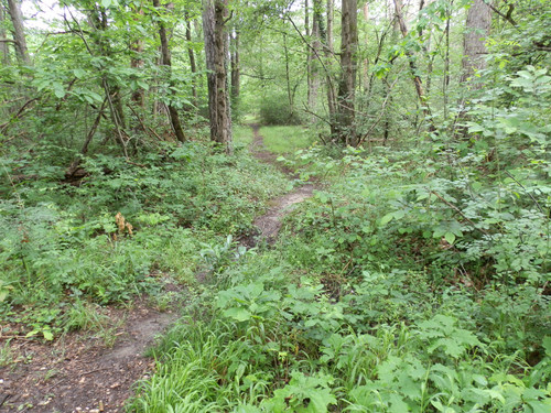 Saran Marche forêt d'Orléans 24
