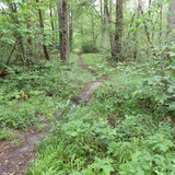 Saran Marche forêt d'Orléans 24