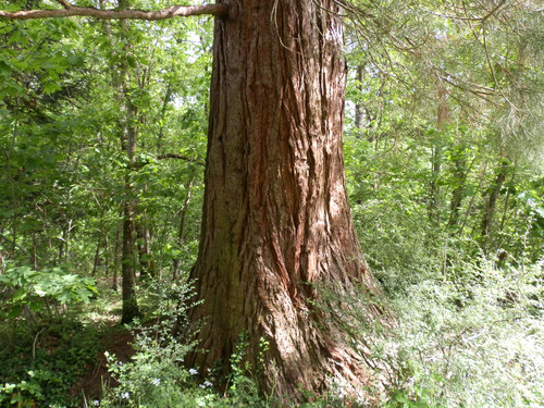 Arbre remarquable (définition en course d'orientation)