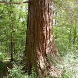 Saran Marche forêt d'Orléans 12