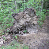 Saran Marche forêt d'Orléans 13