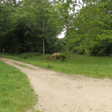 Saran Marche forêt d'Orléans 20