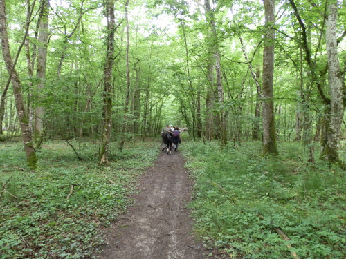 Saran Marche forêt d'Orléans 25