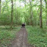 Saran Marche forêt d'Orléans 25