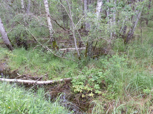 Saran Marche forêt d'Orléans 22