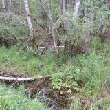 Saran Marche forêt d'Orléans 22
