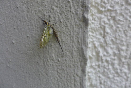 L1160036.jpg