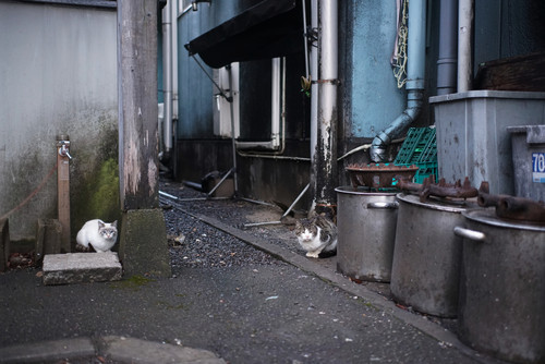 A7R01690.jpg