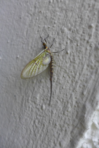 L1160037.jpg