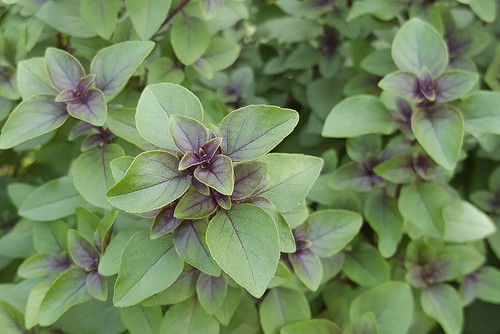 tulsi spice aromatic herb purple basil.jpg