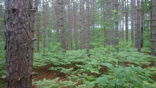 DSC09474.jpg