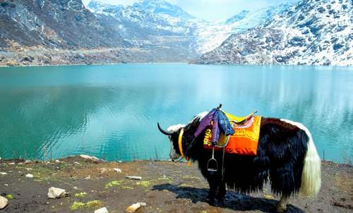 7 Nights 8 Days Sikkim Tour Packages.png
