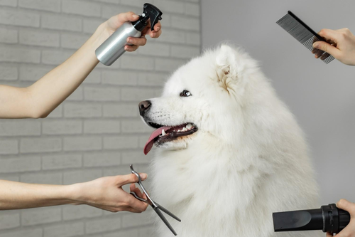 How Pet Groomers Assist in Grooming Schedules for Pets.png