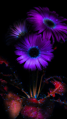 purple flowers 720x1280 12102.jpg
