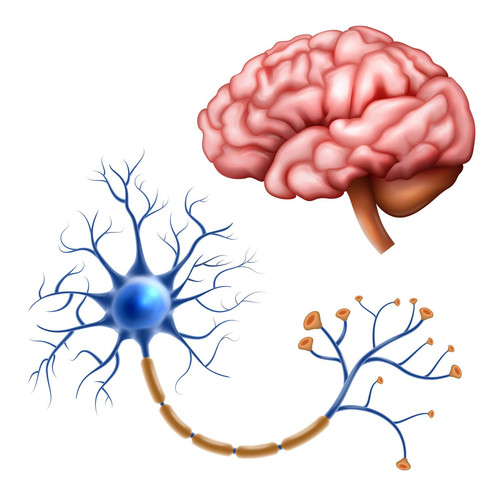 Neuro4.jpg