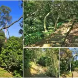 00008 青龍嶺登山步道綠意盎然