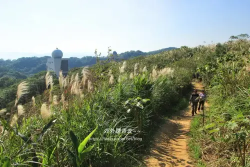 00016 三角埔頂山芒花盛開