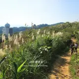 00016 三角埔頂山芒花盛開