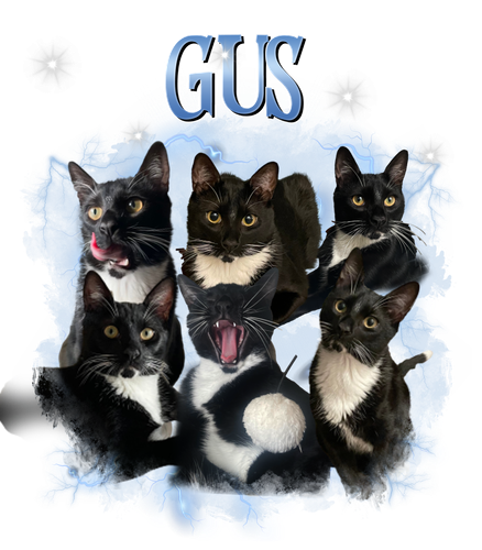 gus.png