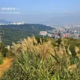 00021 三角埔頂山步道白芒遍野