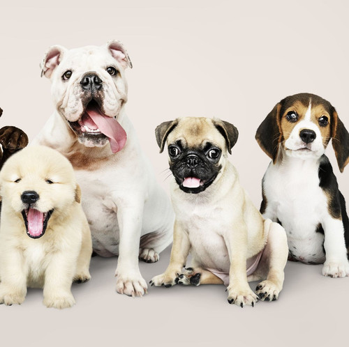 group portrait of adorable puppies royalty free image 1687451786.jpg