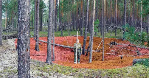 fortaleza 2 1 1024x536.webp