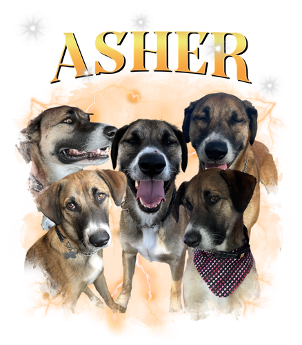 asher.png