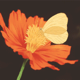 6bdfe0df2f6b8a1f6a7aee90cfe704b9.gif