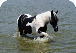 Rectangle 12horse 8.png
