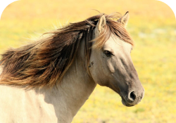 Rectangle 12horse 10.png