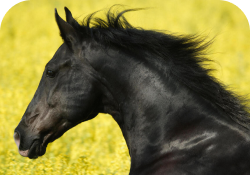 Rectangle 12horse 9.png