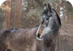 Rectangle 12horse 4.png