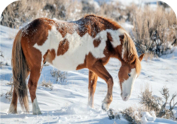 Rectangle 12horse 6.png