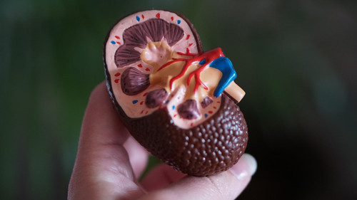 Kidney Blog.jpg