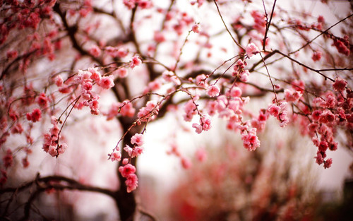 Awesome Cherry Blossom Wallpaper.jpg
