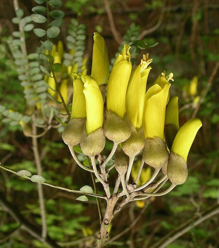 681px Kowhai flowers.jpg