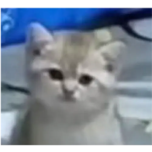 image.webp