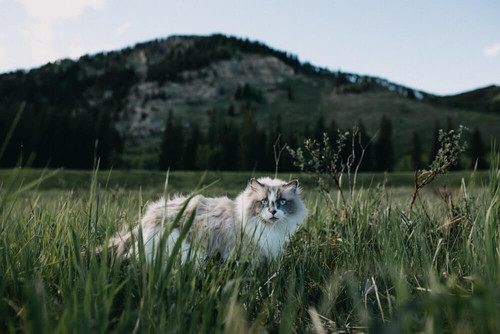 Cat Food Squamish.jpg