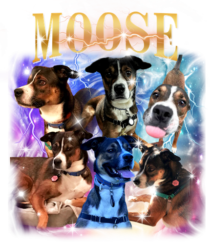 3143055412 MOOSE 3 9 f1.png