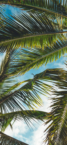 wp10701006 coconut palm wallpapers.jpg