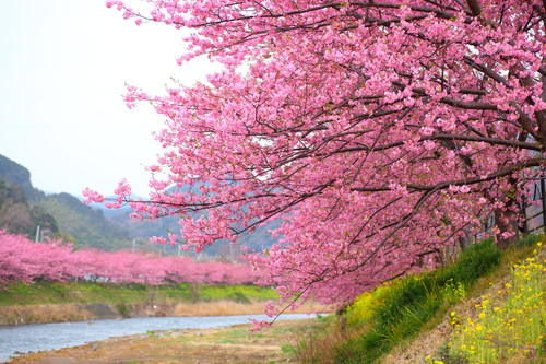 cherry blossom tree 26.jpg
