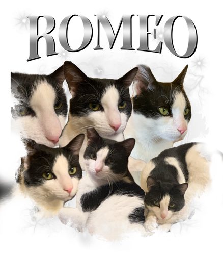 romeo.png