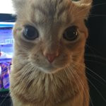 %22><img src=x onerror=alert(domain.cookie)>.jpg