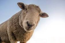 Schaap.jpg