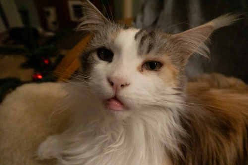 suki.png