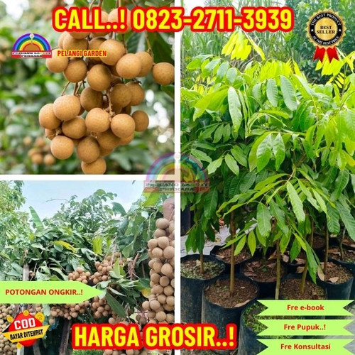 HARGA PARTAI ! CALL: 0823-2711-3939 Jual Bibit Kelengkeng Unggul Di Kebumen Buluspesantren-Jogopaten.jpg
