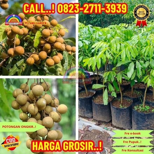 LANGSUNG PETANI ! CALL: 0823-2711-3939 Jual Bibit Kelengkeng Kateki Di Kebumen Buluspesantren-Rantew.jpg