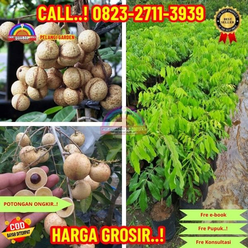 HARGA PENJUAL ! CALL: 0823-2711-3939 Jual Bibit Kelengkeng Super Di Kebumen Buluspesantren-Sangubany.jpg