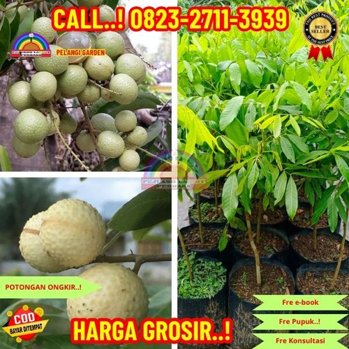 HARGA PETANI ! CALL: 0823-2711-3939 Jual Bibit Kelengkeng Aroma Durian Di Kebumen Buluspesantren-Klo.jpg
